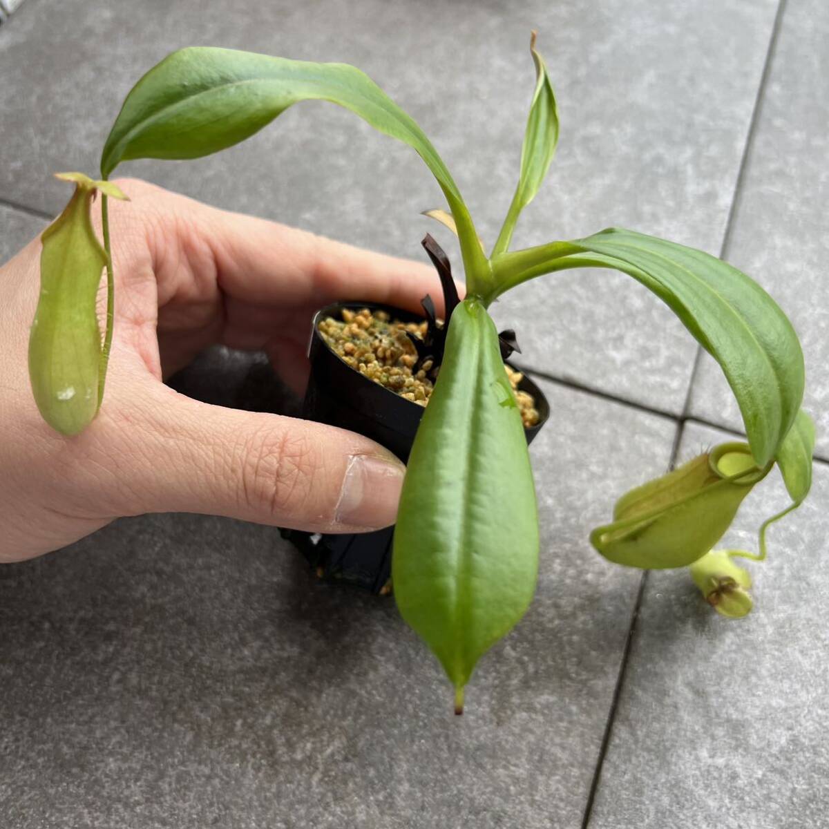 Nepenthes bicalcarata green ウツボカズラ 食虫植物 ネペンテス_画像7