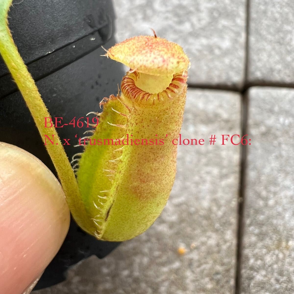 BE-4619 N. x ‘trusmadiensis’ clone # FC6: ウツボカズラ 食虫植物 2_画像1