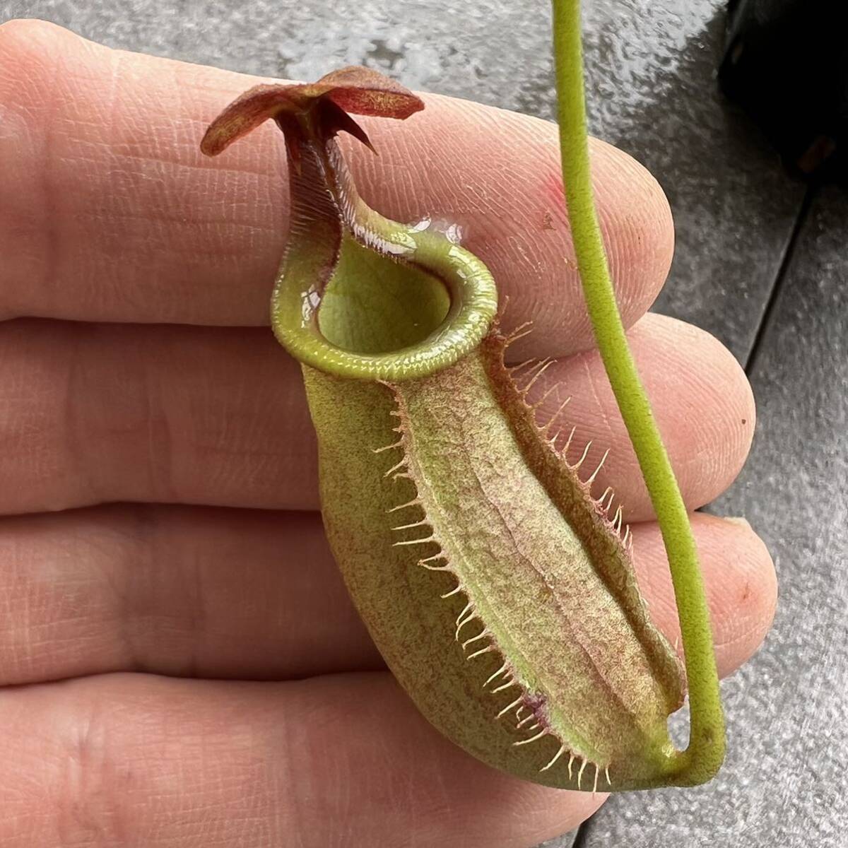 Nepenthes bicalcarata orange ウツボカズラ 食虫植物 ネペンテス_画像4