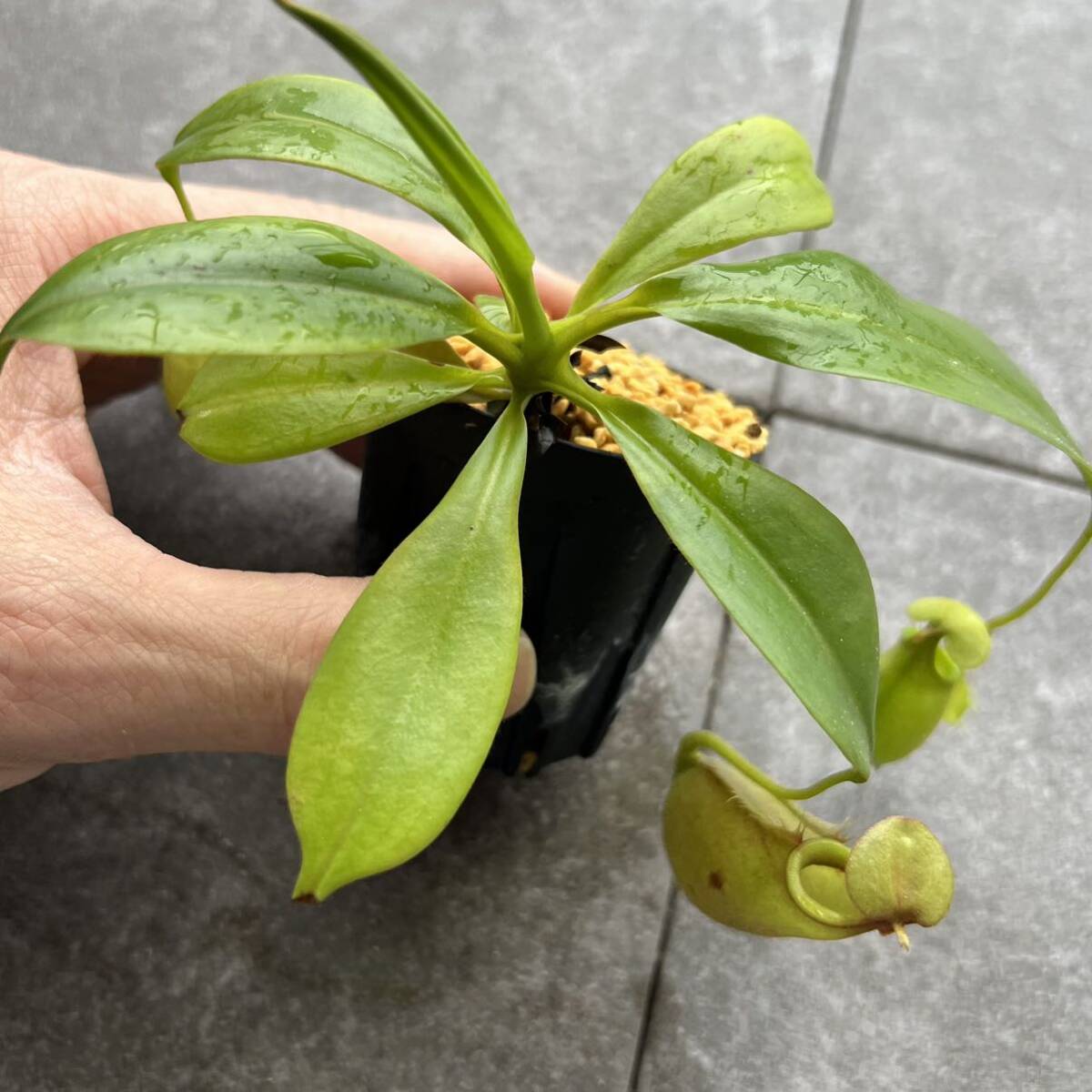 Nepenthes bicalcarata green ウツボカズラ 食虫植物 ネペンテス_画像7