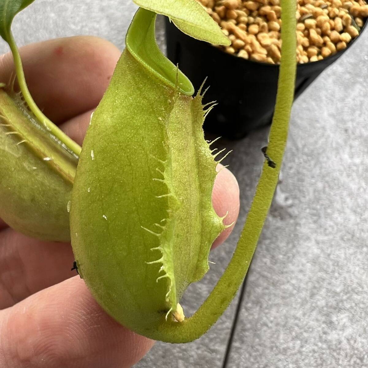 Nepenthes bicalcarata green ウツボカズラ 食虫植物 ネペンテス_画像3