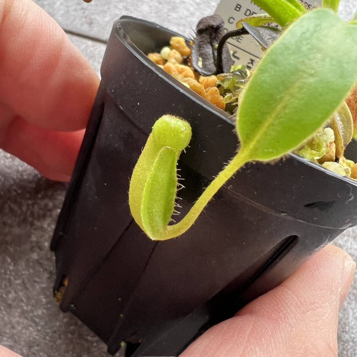 Nepenthes ephippiata (Gunung Raya,）AW ウツボカズラ 食虫植物 ネペンテス_画像2