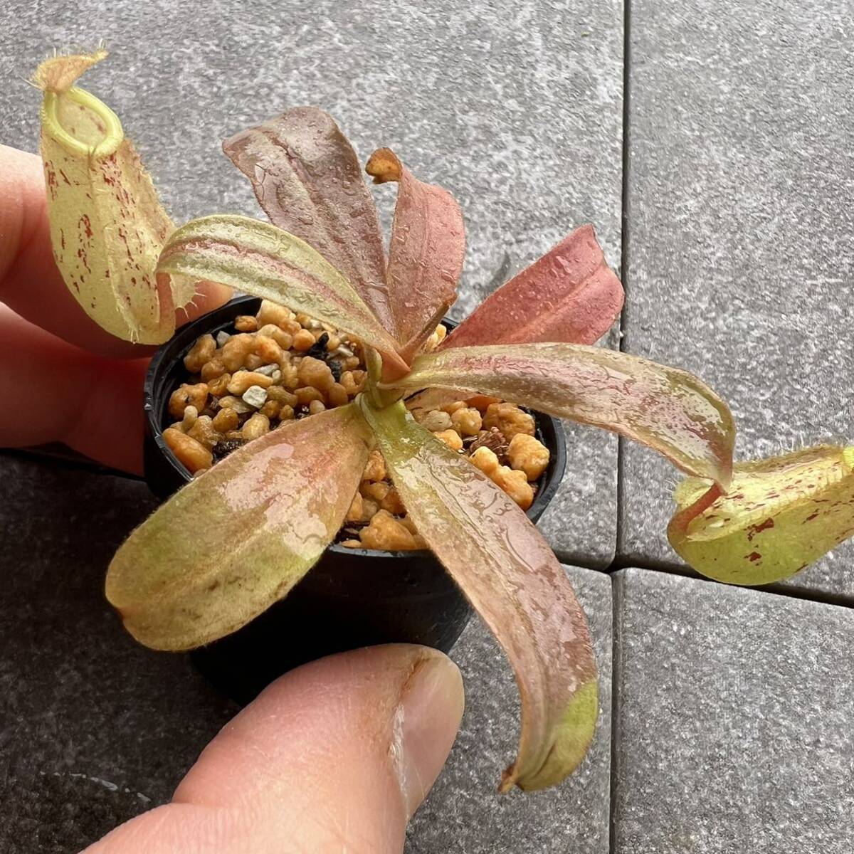 BE-3007 N. ampullaria ‘Brunei speckledウツボカズラ 食虫植物 ネペンテス 4_画像5