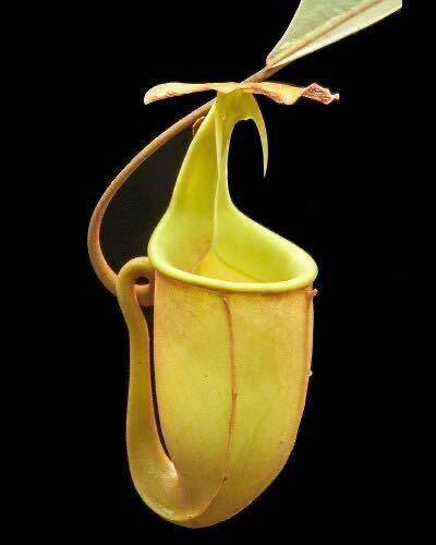 BE-3031 N. bicalcarata ‘Brunei red-flush’ウツボカズラ 食虫植物 ネペンテス _画像2