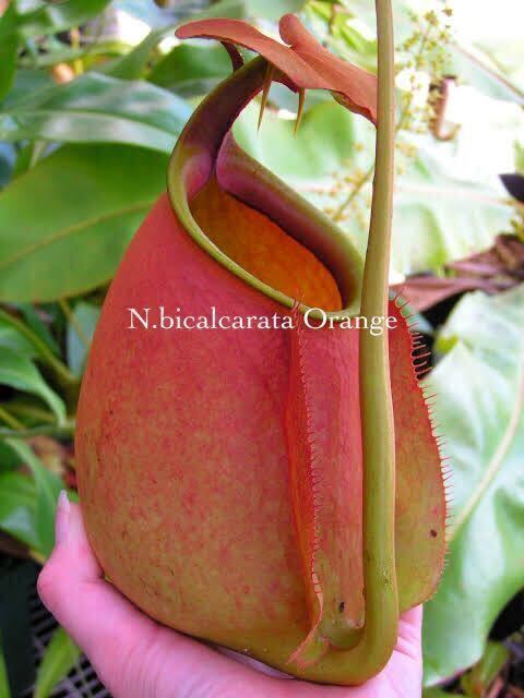 Nepenthes bicalcarata orange ウツボカズラ 食虫植物 ネペンテス_画像1
