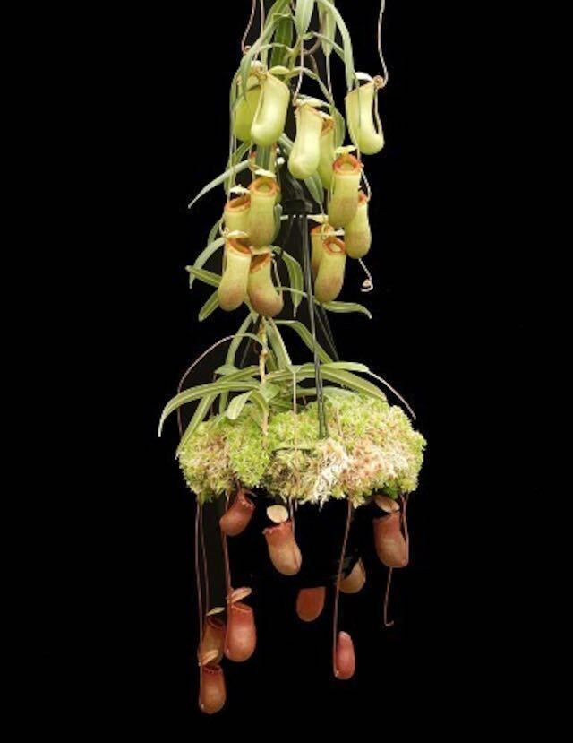 BE-3770 N. aenigma ウツボカズラ 食虫植物 ネペンテス 1_画像1