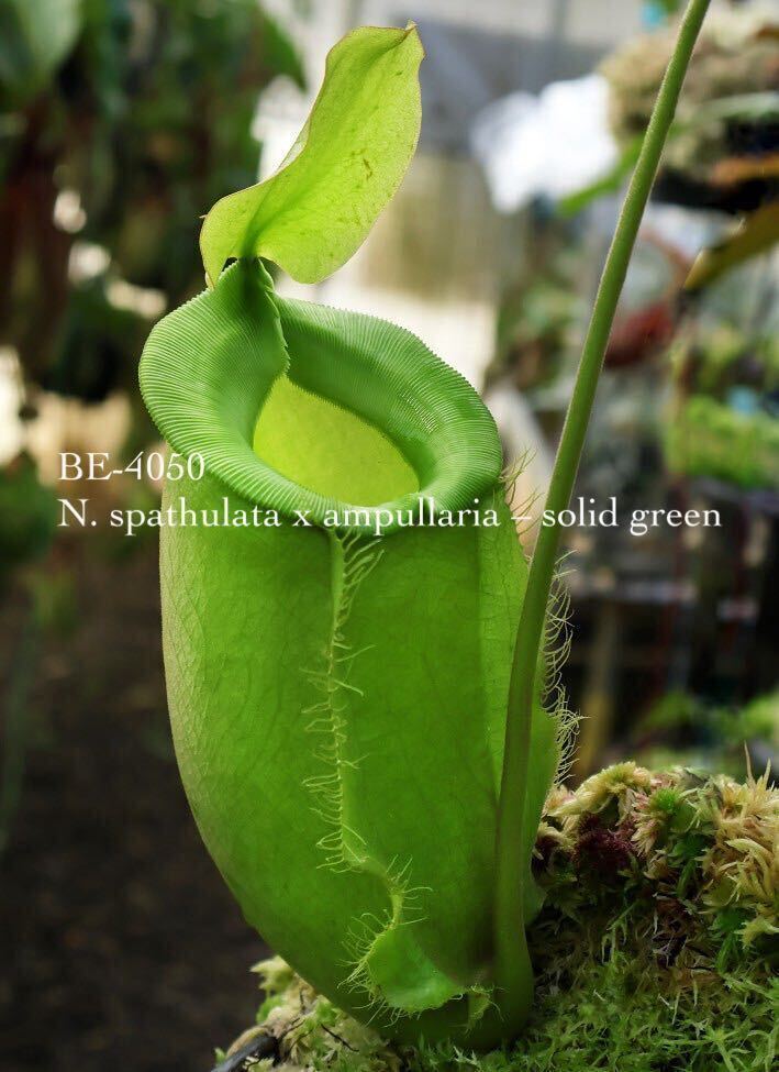 BE-4050 N. spathulata x ampullaria solid green ウツボカズラ 食虫植物 ネペンテス 7_画像1