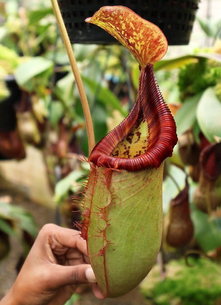 BE-3980 N. (veitchii x lowii) x (burbidgeae x edwardsiana) ML sizeウツボカズラ 食虫植物 ネペンテス 2_画像3