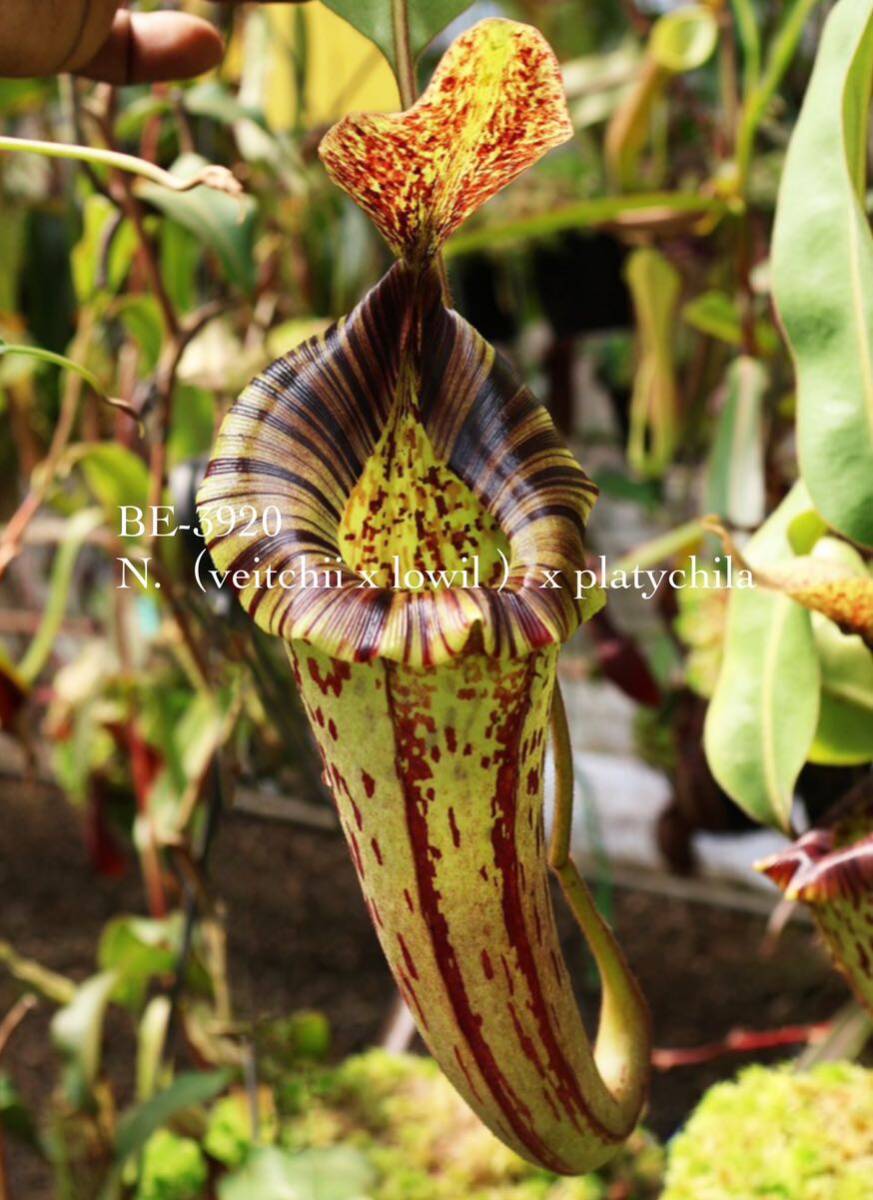 BE-3920 N.（veitchii x lowil ）x platychila ウツボカズラ 食虫植物 ネペンテス 3の画像1