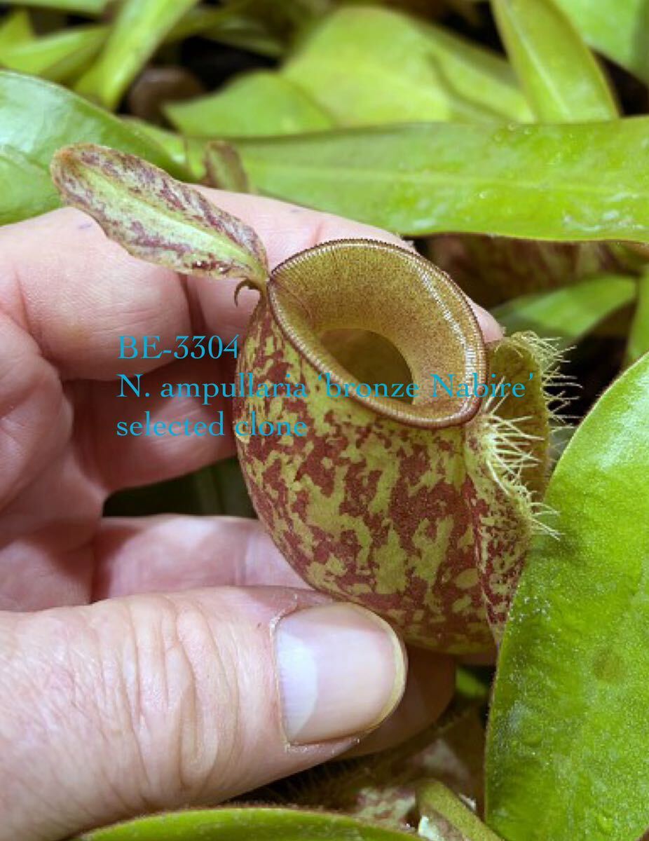 BE-3304 N. ampullaria ‘bronze Nabire’ selected cloneウツボカズラ 食虫植物 ネペンテス 5_画像1