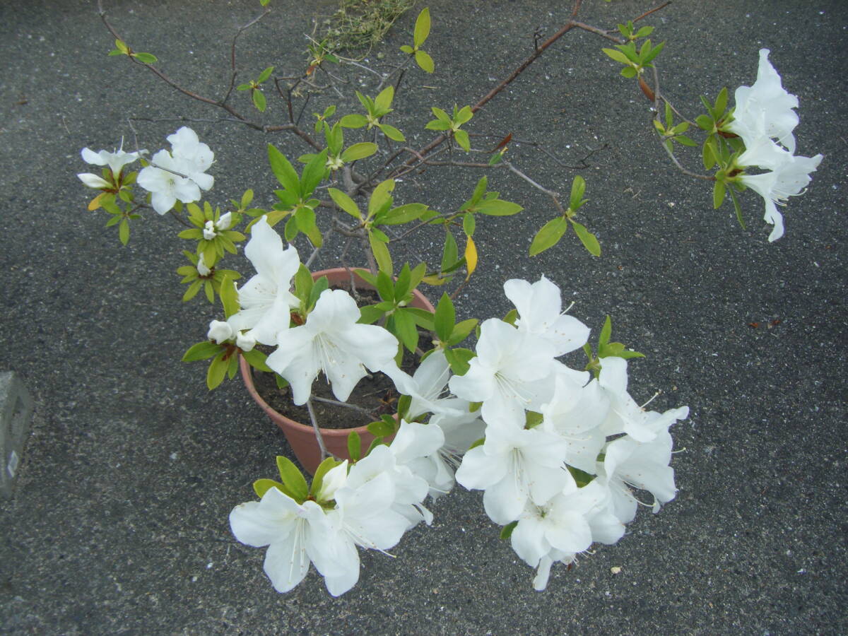 ヒラドツツジ　白花　１００ｃｍ　樹高（鉢底より）②　　庭木　植木　花言葉「恋の喜び」「節度」「慎み」 　☆ 白い花は「初恋」_画像2