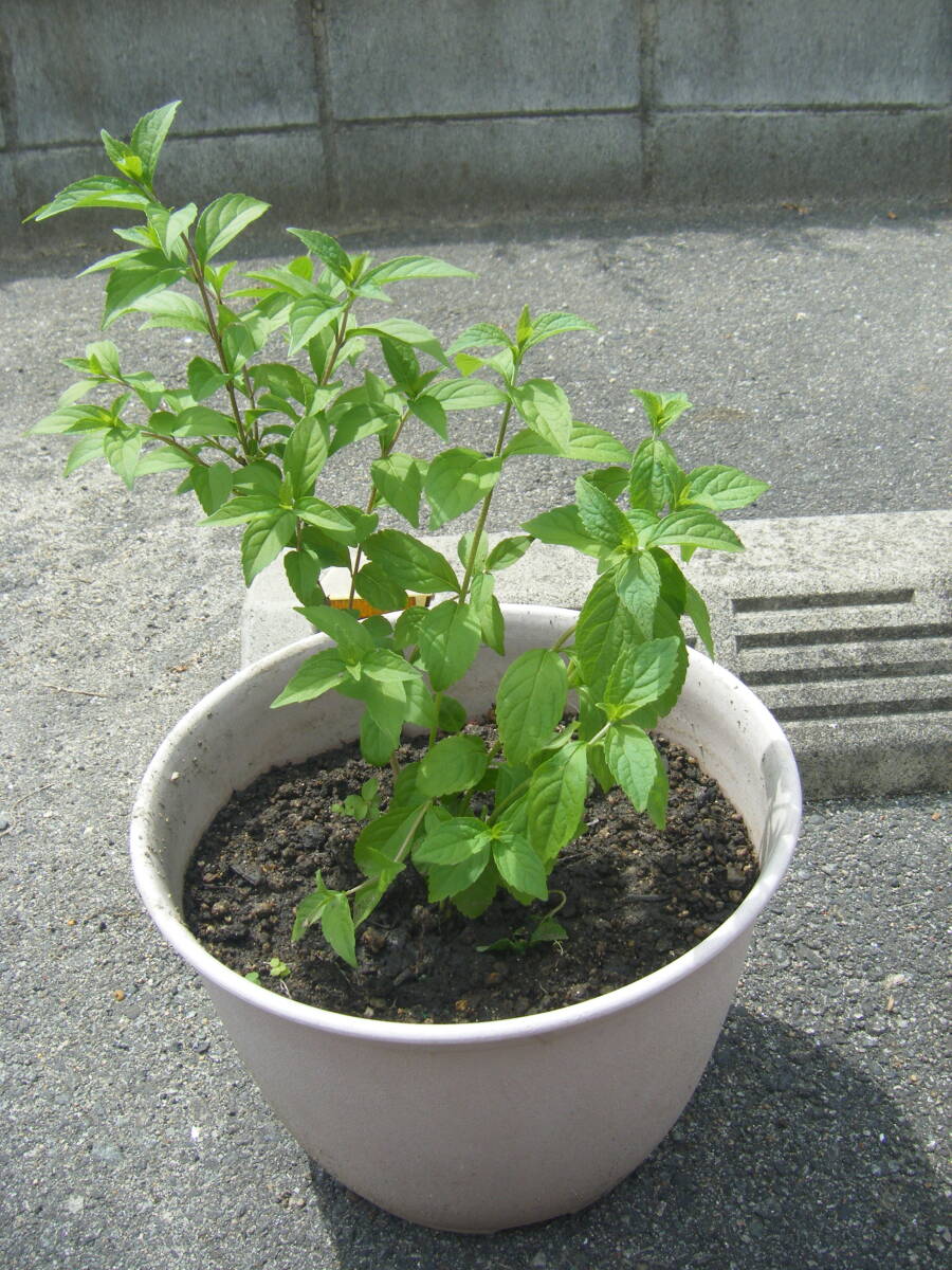 ムラサキシキブ（紫式部）　４０ｃｍ　樹高（鉢底より）　植木鉢付 　_画像1