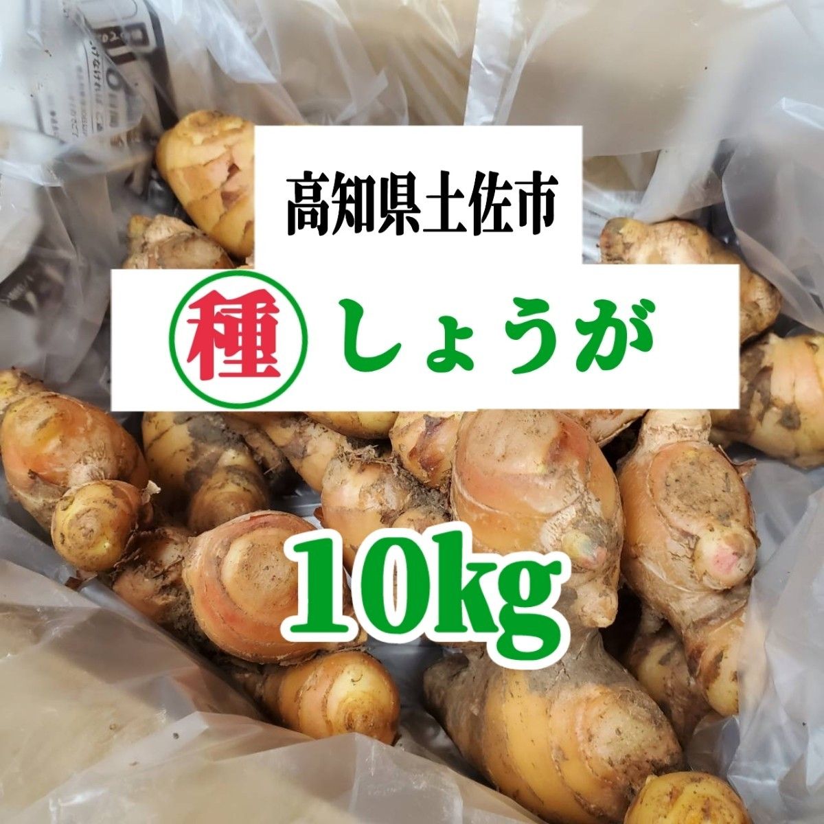 土佐市産種生姜　10kg