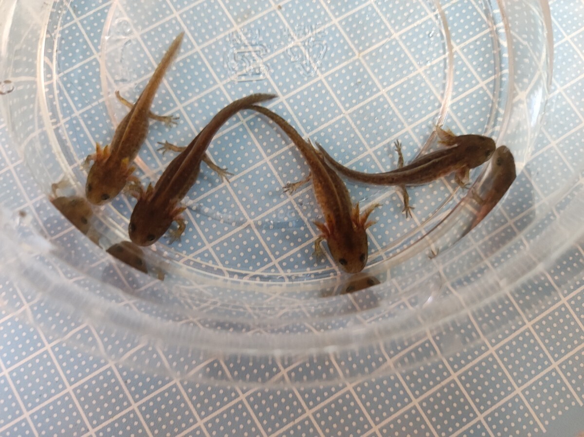 [ recommendation! landing interval close ]mi Nami wart newt . raw CB2024 size 4cm and more 4 pcs own breeding . put on guarantee equipped Hokkaido . Okinawa prefecture . is shipping un- possible 