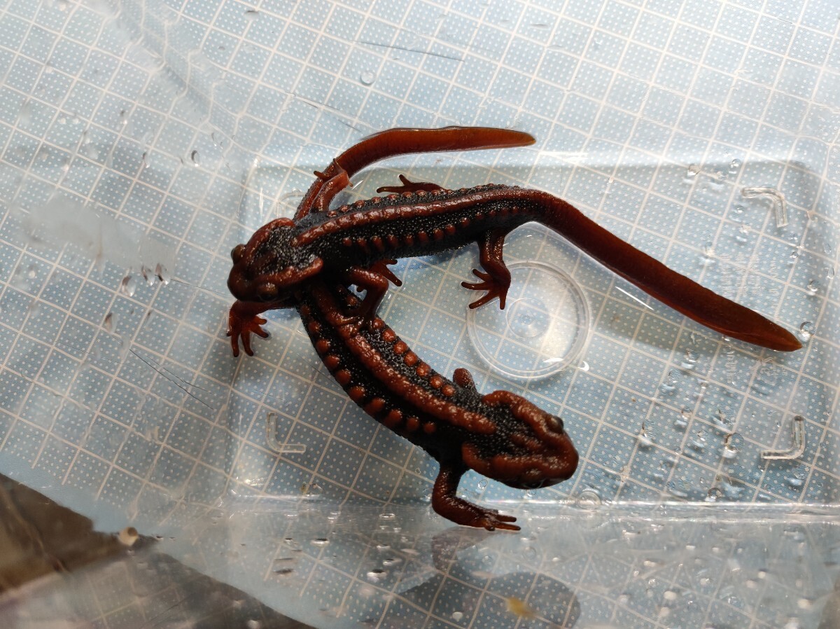 [ recommendation! landing interval close ]mi Nami wart newt . raw CB2024 size 4cm and more 4 pcs own breeding . put on guarantee equipped Hokkaido . Okinawa prefecture . is shipping un- possible 