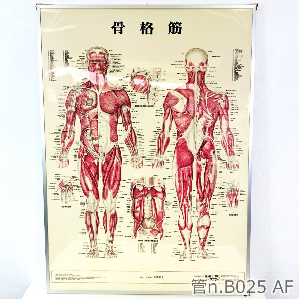 【中古】 ③ 人体解剖学チャート　骨格筋　医道の日本社　ポスター　アプライ_画像1