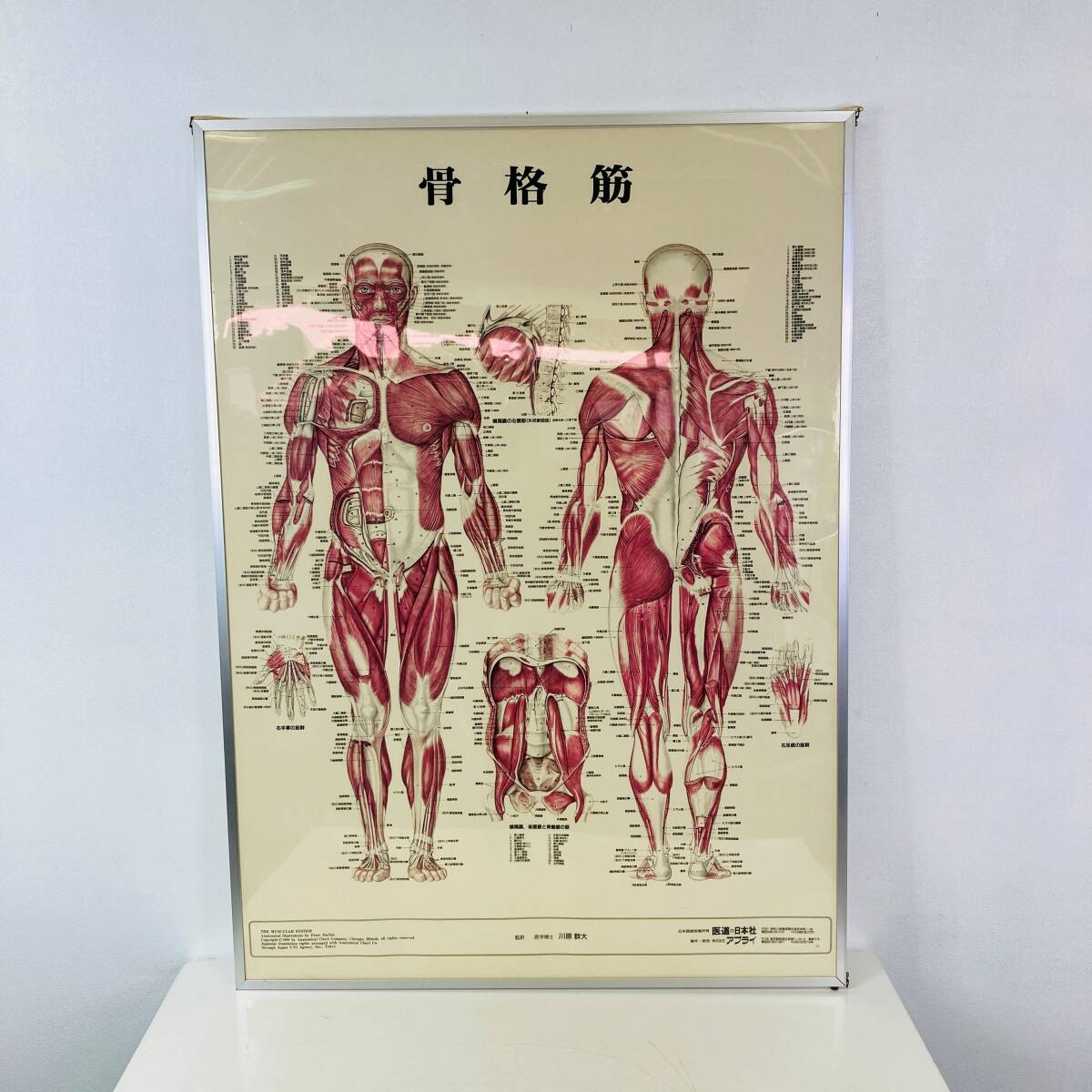 【中古】 ③ 人体解剖学チャート　骨格筋　医道の日本社　ポスター　アプライ_画像2
