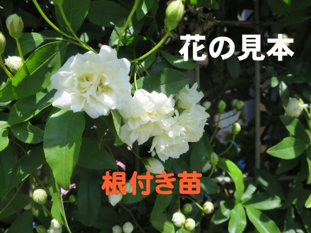 観葉植物　モッコウバラ　白色　木香バラ　苗木　植木　②_画像1