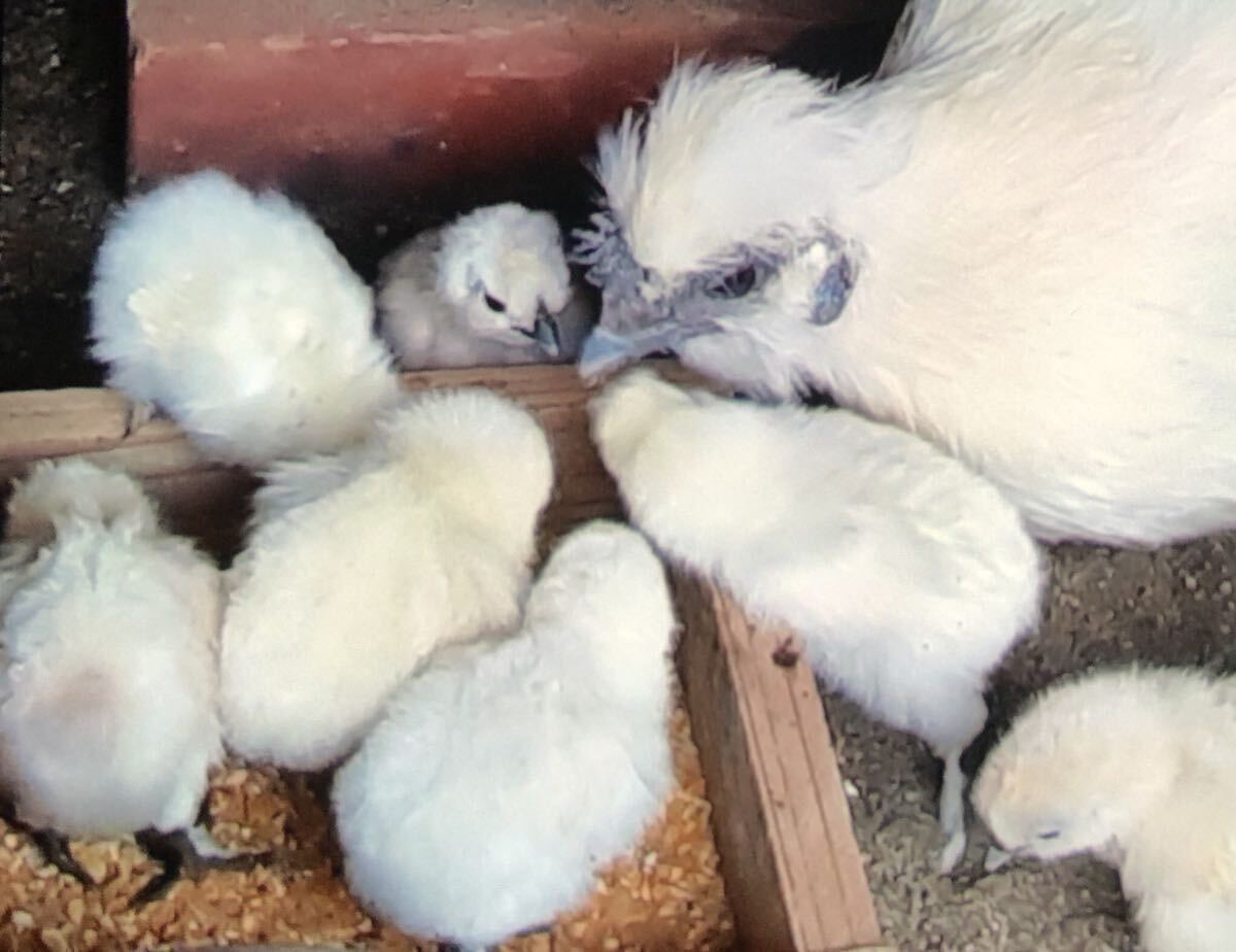 【合計24個】烏骨鶏 アローカナ 有精卵 各12個 平飼い卵 鶏卵 食用_画像3