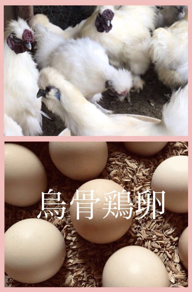 白 烏骨鶏 有精卵 8個 平飼い 烏骨鶏の卵 鶏 食用 即決_画像1