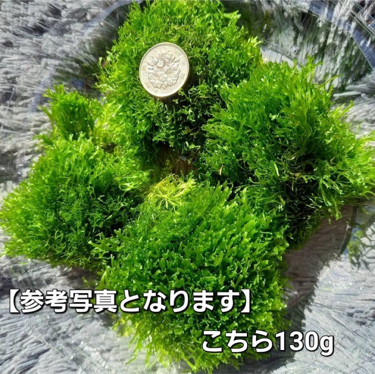 天然リシア 　80g+10g　おまけでアマゾンフロッグピット　おまけアカウキクサ　 水草  メダカ  アクアリウム 熱帯魚 