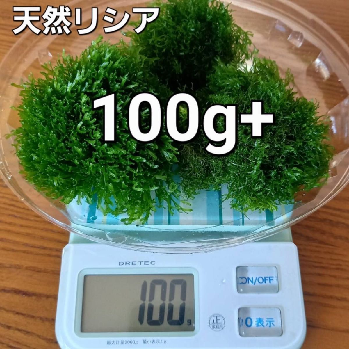 天然リシア 100g+10g　おまけでアマゾンフロッグピット　おまけアカウキクサ　 水草  メダカ  アクアリウム 熱帯魚 