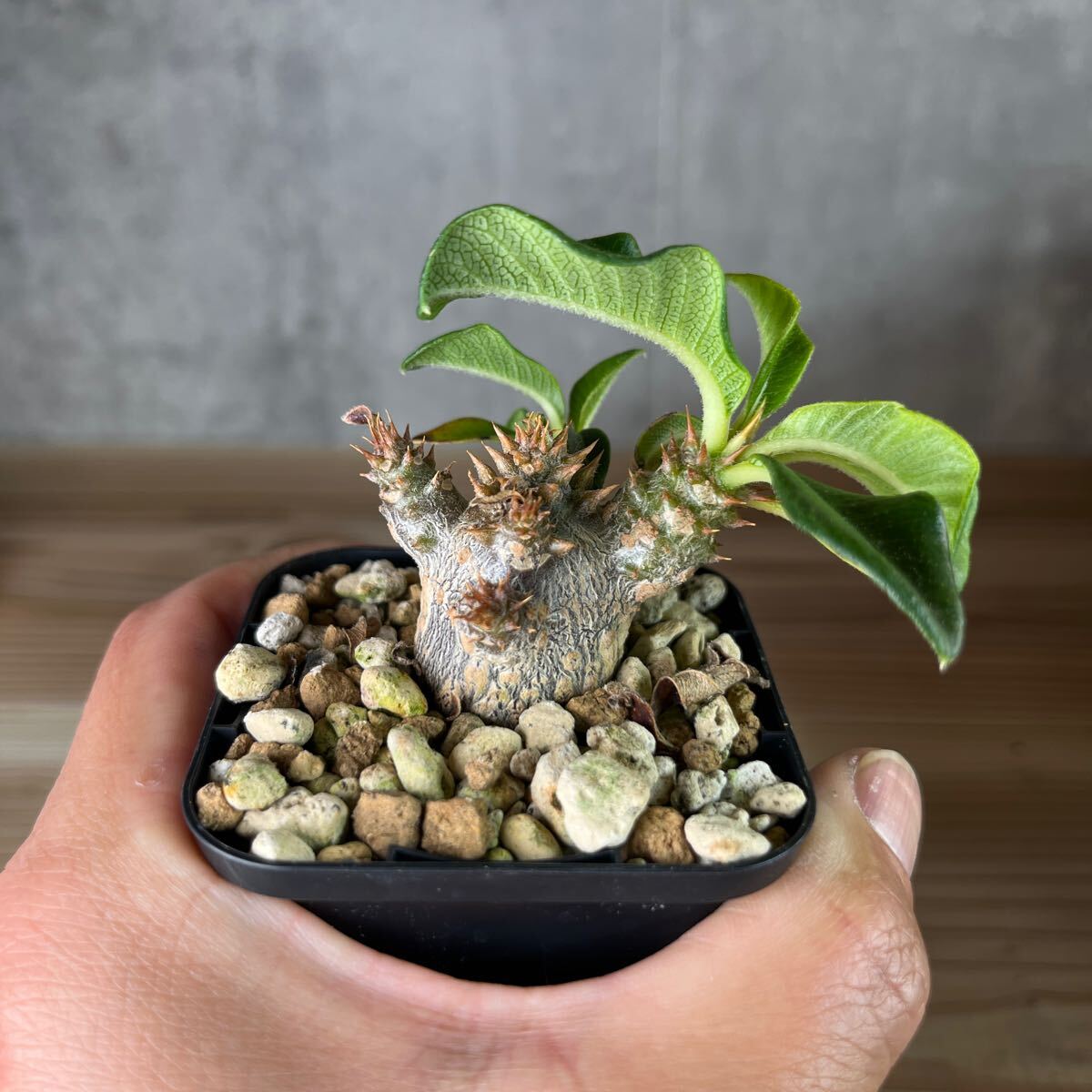 A4 パキポディウムウィンゾリー★ Pachypodium windsorii ★コーデックス　良型　塊根植物　実生1_画像6