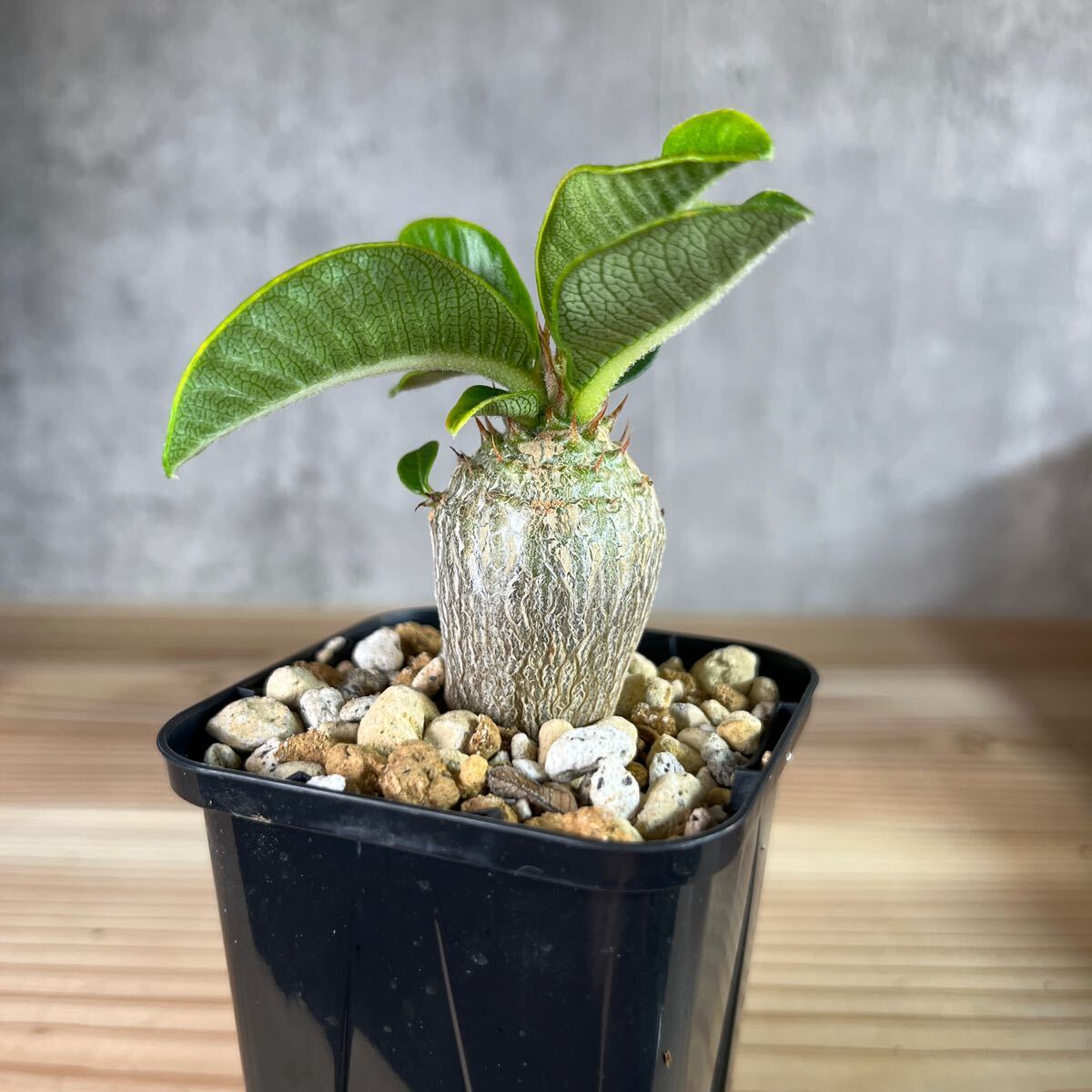 A1 パキポディウムウィンゾリー★ Pachypodium windsorii ★コーデックス 良型 塊根植物 実生1の画像3