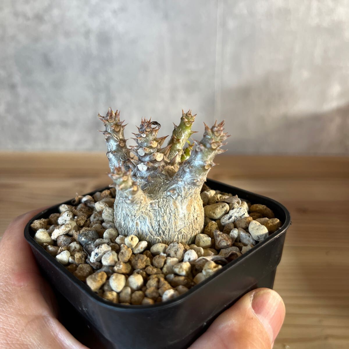 A3 パキポディウムウィンゾリー★ Pachypodium windsorii ★コーデックス　良型　塊根植物　実生1_画像6