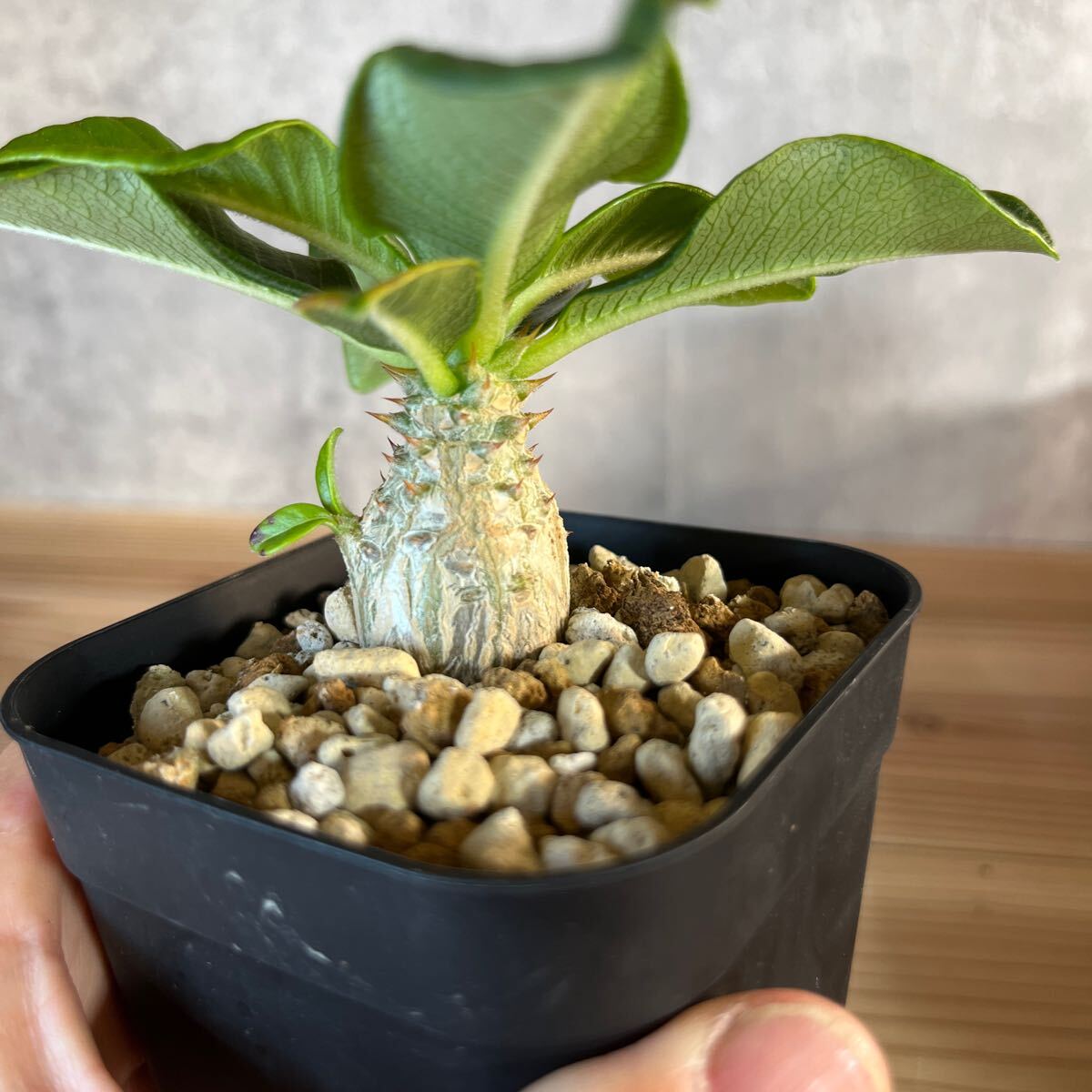 A6 パキポディウムウィンゾリー★ Pachypodium windsorii ★コーデックス　良型　塊根植物　実生1_画像7