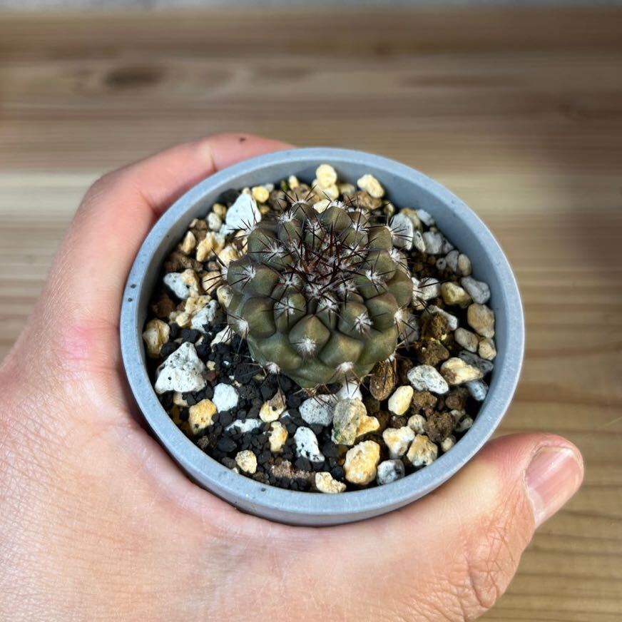 1 コピアポア　シネレア　黒王丸　実生　Copiapoa cinerea_画像3