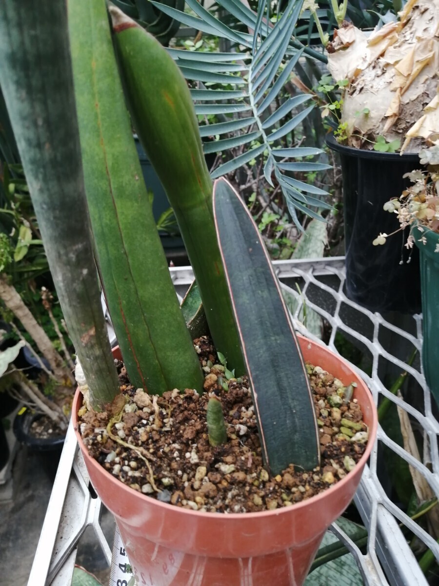 サンスベリア　サンセベリアspいろいろ塊根植物　コーデックス　サボテン　多肉植物　アガベ　パキポディウム　_画像1