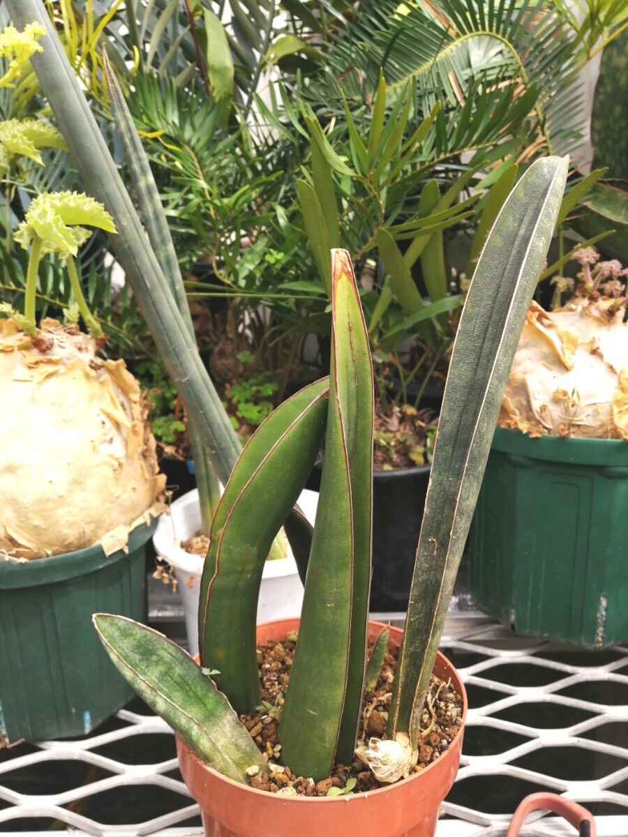 サンスベリア　サンセベリアspいろいろ塊根植物　コーデックス　サボテン　多肉植物　アガベ　パキポディウム　_画像6