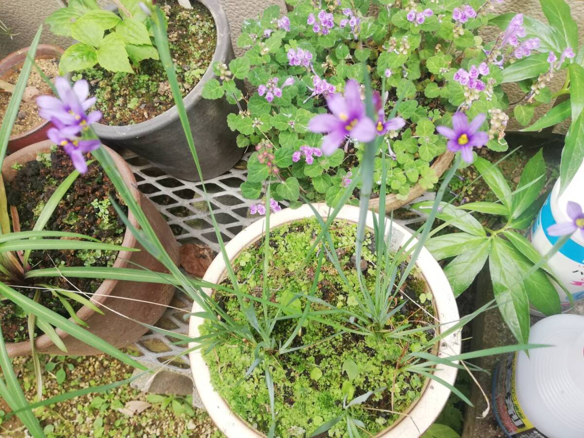 山野草　名前不明6　鉢植え　開花中_画像3