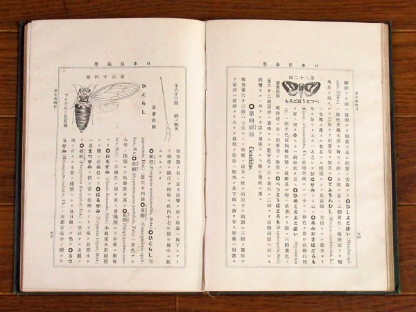 日本昆蟲學 日本昆虫学 完 松村松年 裳華書房 明治33年 四版 KA79_画像7