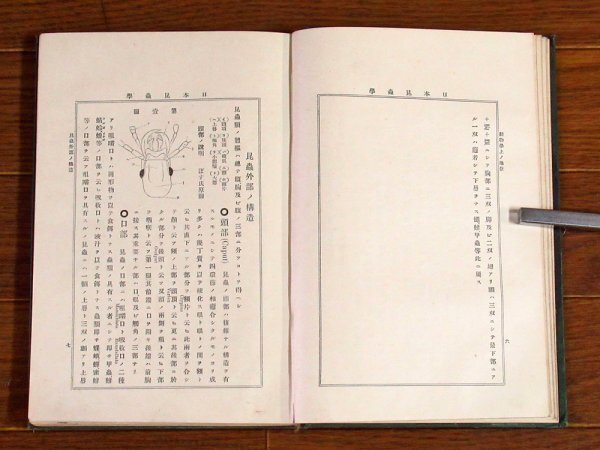 日本昆蟲學 日本昆虫学 完 松村松年 裳華書房 明治33年 四版 KA79_画像6