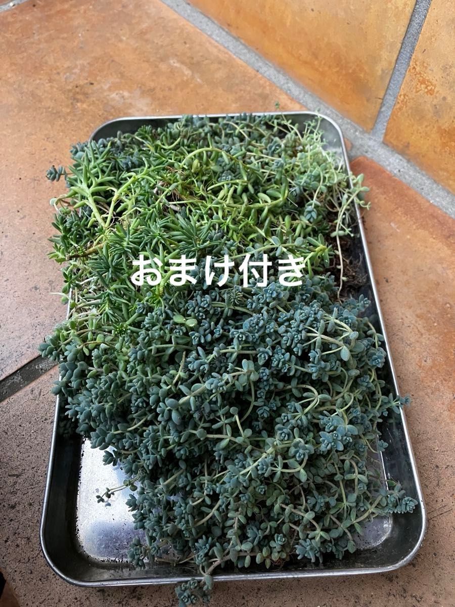 終末特価！　ダシフィルム  他　抜き苗＋おまけ　多肉植物　セダム　ネコポス発送