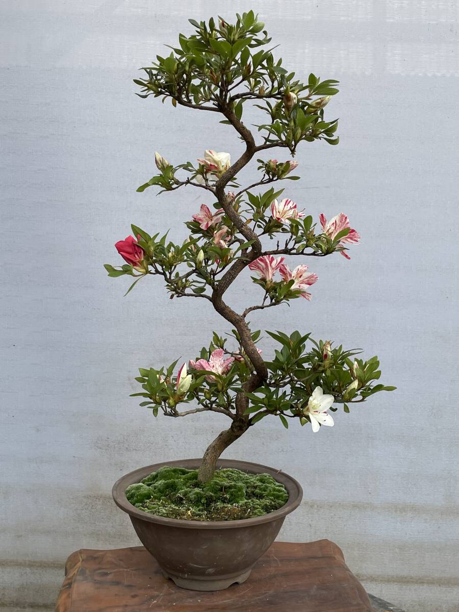 Yahoo!オークション - さつき 道楽 花の綺麗な 千裕 Yahoo!オークション - さつき 道楽 花の綺麗な 千裕