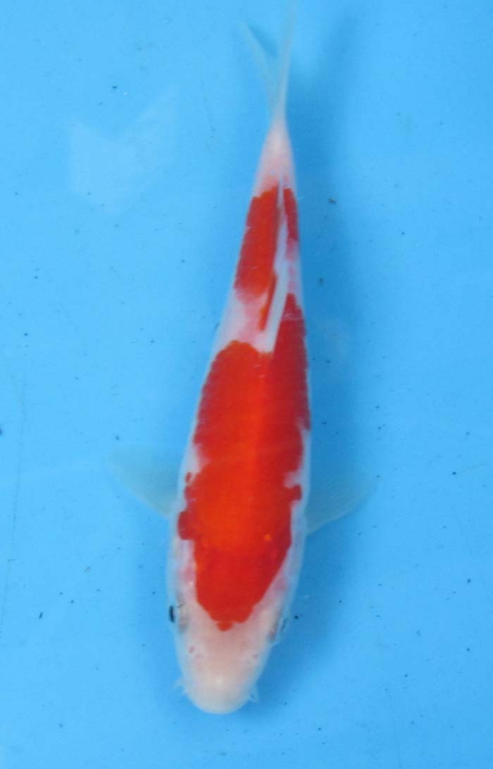  colored carp No432. white . peace 5 year production 15cm colored carp 