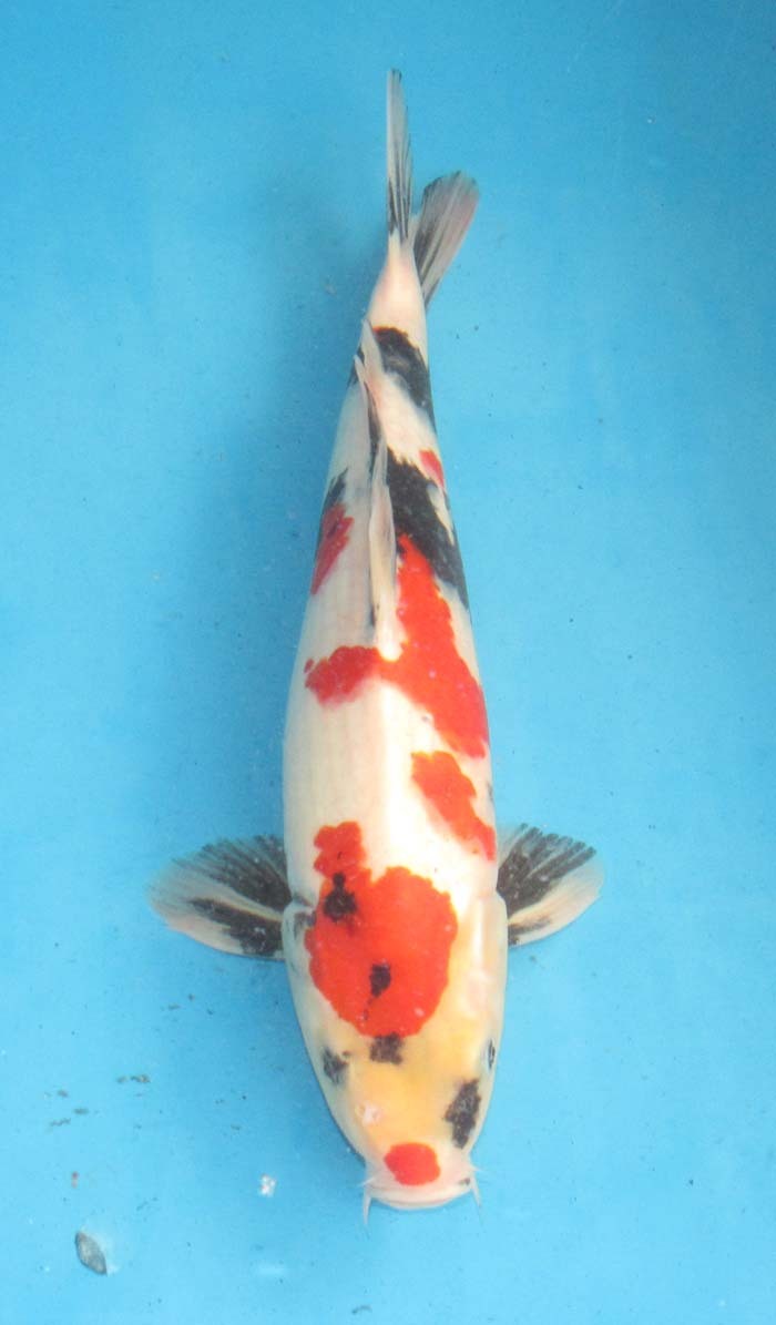  colored carp No42 Showa era three color . peace 4 year production 42cm colored carp 