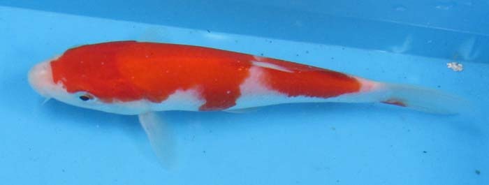  colored carp No405. white . peace 5 year production 16cm colored carp 