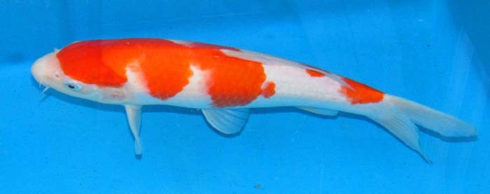  colored carp No11 jumbo this year ... white . peace 5 year production 31cm production certificate attaching colored carp 