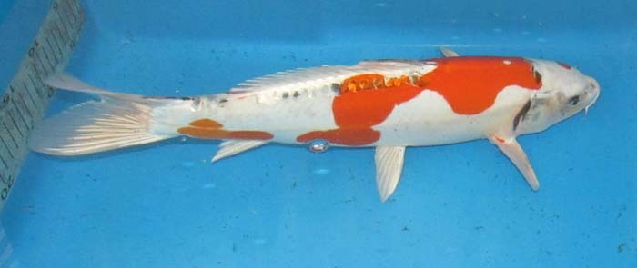  colored carp No29 Germany kjak yellow gold . peace 4 year production 44cm colored carp 