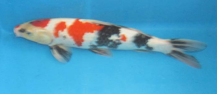  colored carp No42 Showa era three color . peace 4 year production 42cm colored carp 