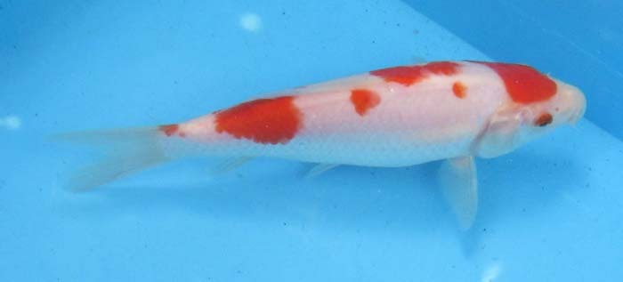  colored carp No456. white . peace 5 year production 15cm colored carp 