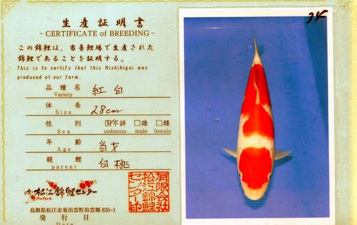  colored carp No34 jumbo this year ... white . peace 5 year production 28cm production certificate attaching colored carp 