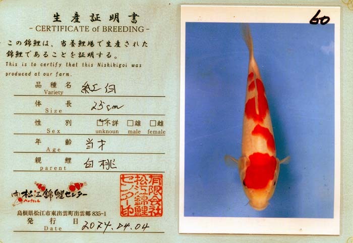 錦鯉　No60　ジャンボ当歳　仙助紅白　令和5年産25cm　錦鯉_画像4