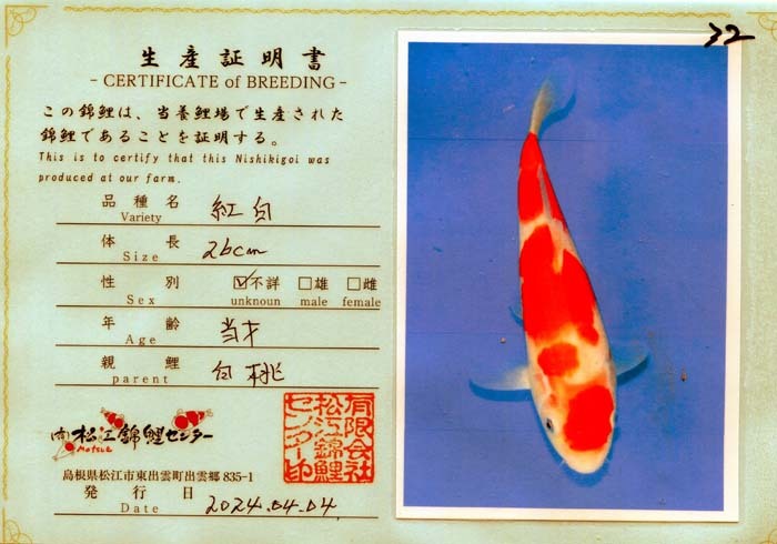  colored carp No32 jumbo this year ... white . peace 5 year production 26cm production certificate attaching colored carp 