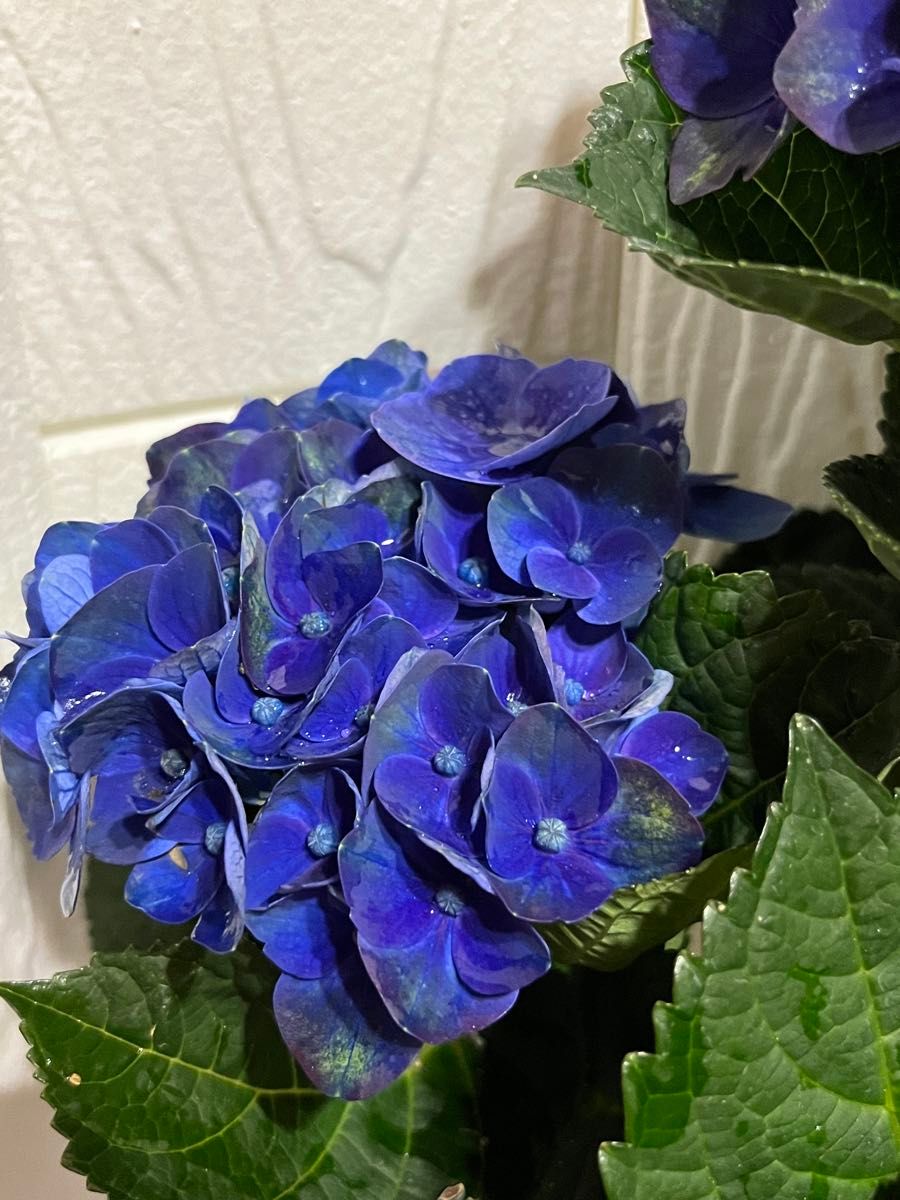 紫陽花　鉢花