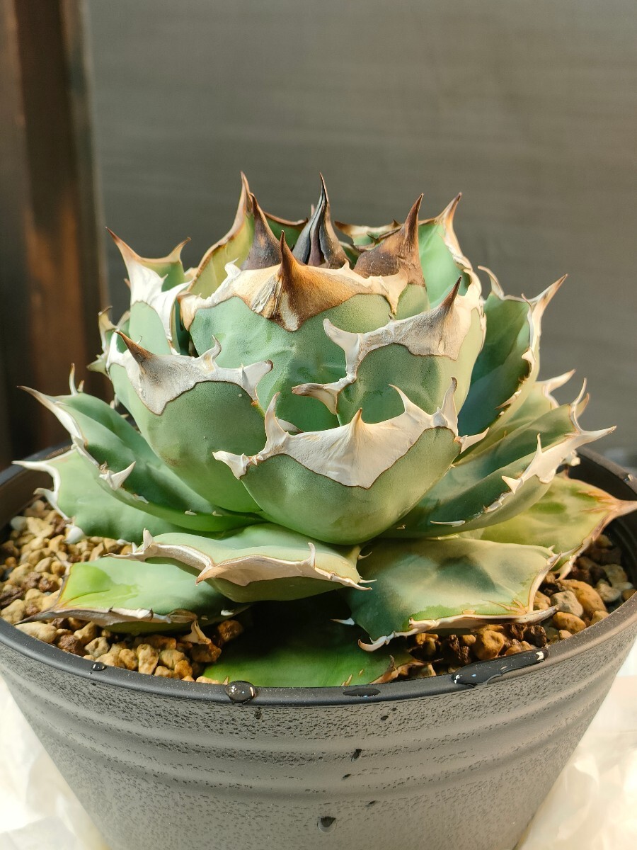 [hiiro] редкостный небо . агава ... АО agave titanota crown eagle( осмотр chitanotao терроризм i Crown Eagle Batman batmani Ran 